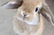 荷兰垂耳兔的饲养：幼兔的饮食安排