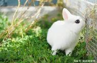 迷你小可爱：宠物兔的迷人魅力
