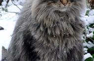 挪威森林猫：生活在森林中的猫咪