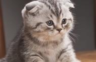 苏格兰折耳猫：宠物猫中的第八名佳选