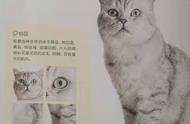 《新手养猫》：高人气猫咪的家养指南