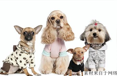 中华田园犬：血统尊贵的狗种？